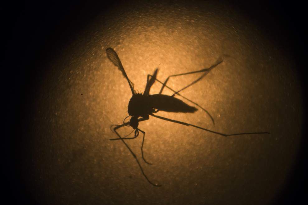 Zika file _lowres